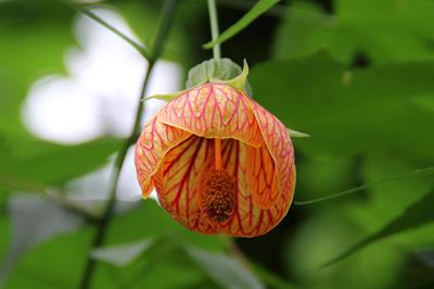 Abutilon striatum